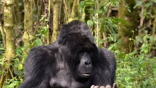 Divoká Uganda