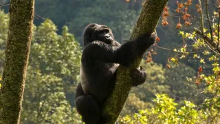 Divoká Uganda