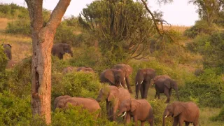 Divoká Uganda