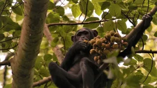 Divoká Uganda