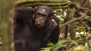Divoká Uganda