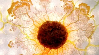 Hlenky: Géniové bez mozku