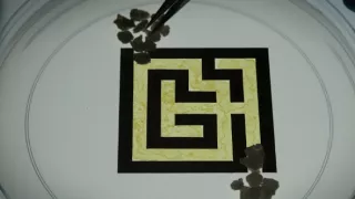 Hlenky: Géniové bez mozku