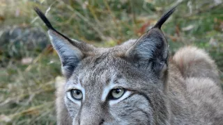 Šumava: Domov rysů