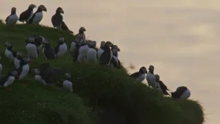 Island, útočiště papuchalků