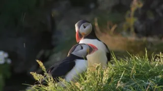 Island, útočiště papuchalků