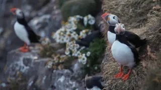 Island, útočiště papuchalků