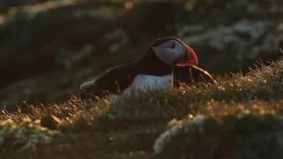 Island, útočiště papuchalků