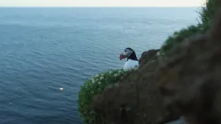 Island, útočiště papuchalků
