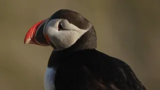 Island, útočiště papuchalků