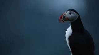 Island, útočiště papuchalků