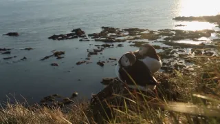 Island, útočiště papuchalků