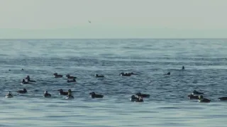 Island, útočiště papuchalků