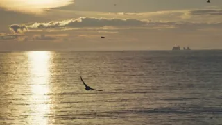 Island, útočiště papuchalků