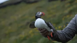 Island, útočiště papuchalků