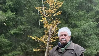 Bačování
