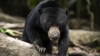 Zázračná planéta: Posledné raje na Zemi - Borneo