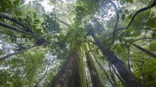 Zázračná planéta: Posledné raje na Zemi - Borneo