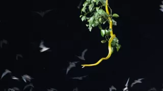 Zázračná planéta: Posledné raje na Zemi - Borneo