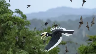 Zázračná planéta: Posledné raje na Zemi - Borneo