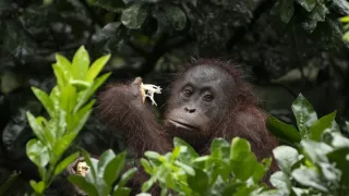 Zázračná planéta: Posledné raje na Zemi - Borneo