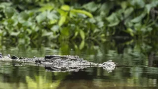 Zázračná planéta: Posledné raje na Zemi - Borneo