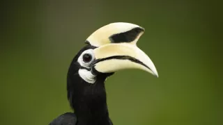 Zázračná planéta: Posledné raje na Zemi - Borneo