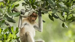 Zázračná planéta: Posledné raje na Zemi - Borneo