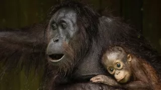 Zázračná planéta: Posledné raje na Zemi - Borneo