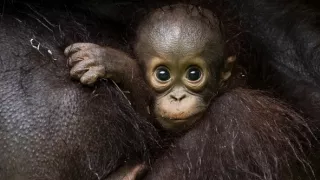 Zázračná planéta: Posledné raje na Zemi - Borneo