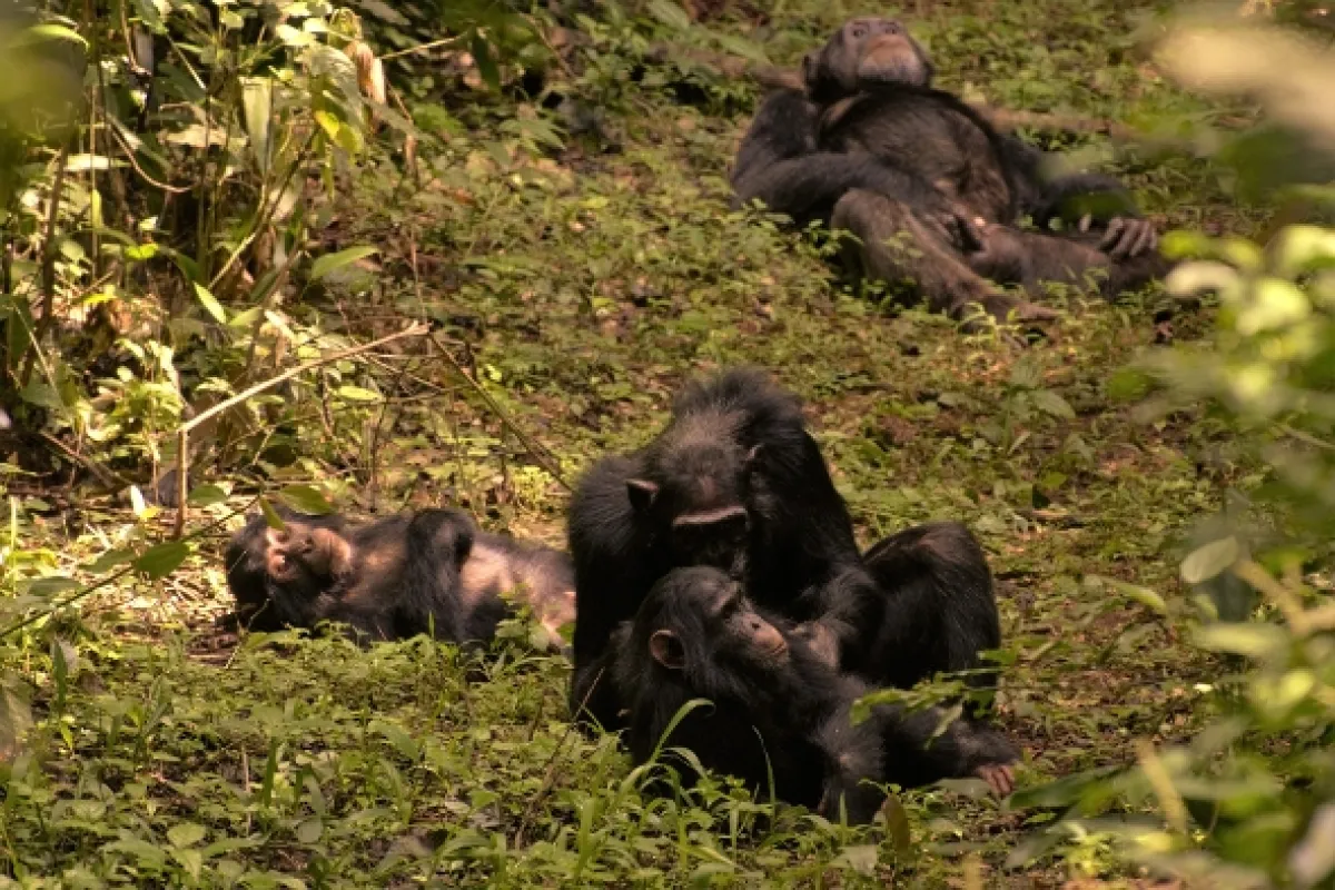 Divoká Uganda - fotogaléria