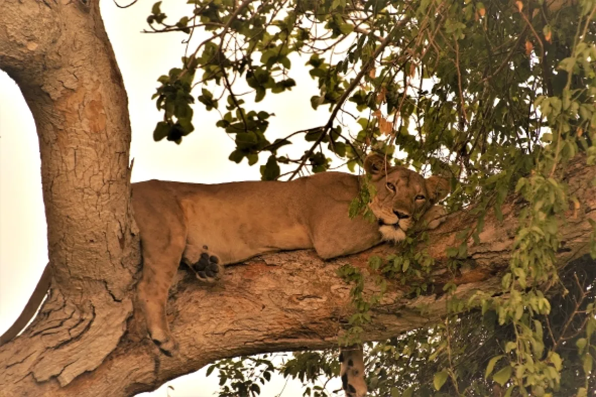 Divoká Uganda - fotogaléria