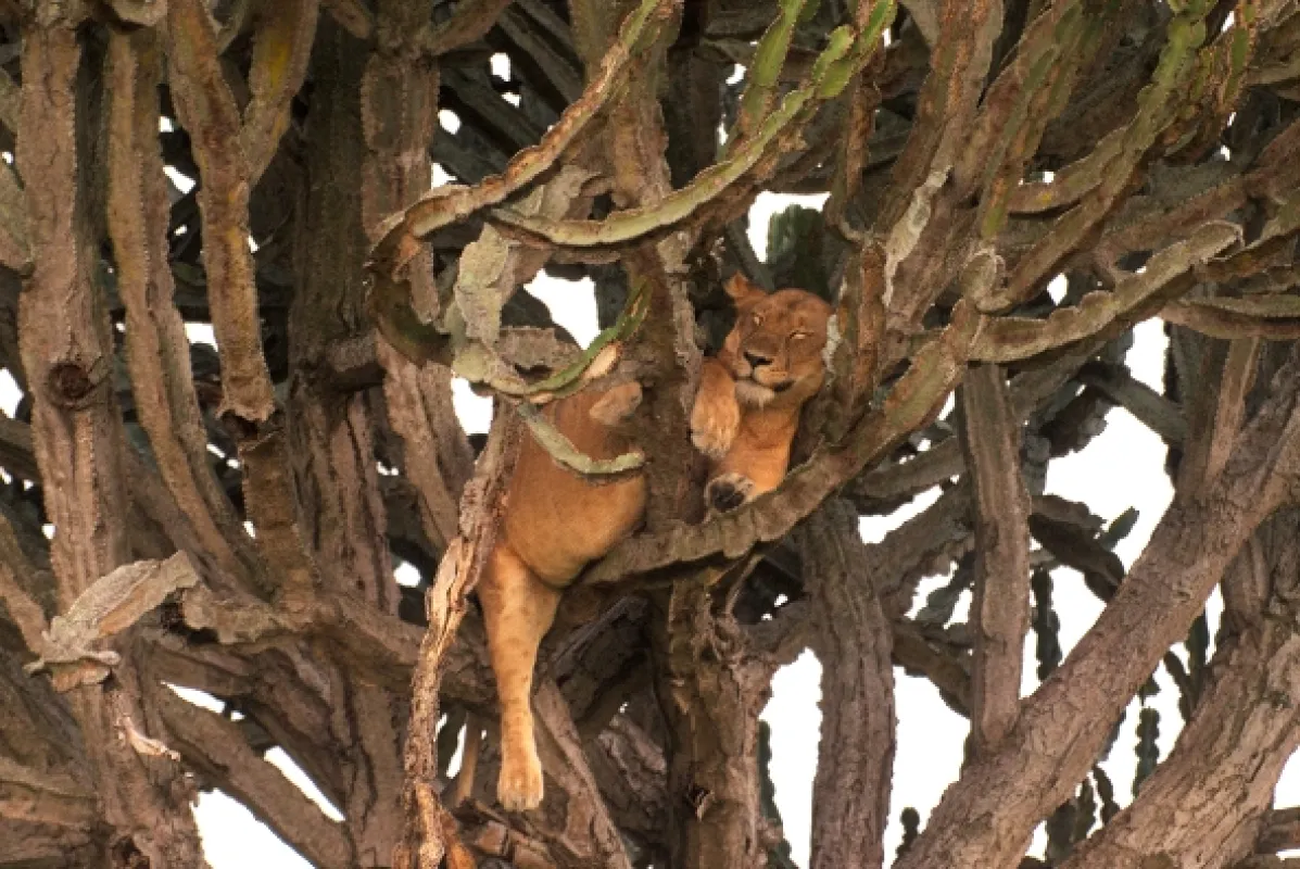 Divoká Uganda - fotogaléria