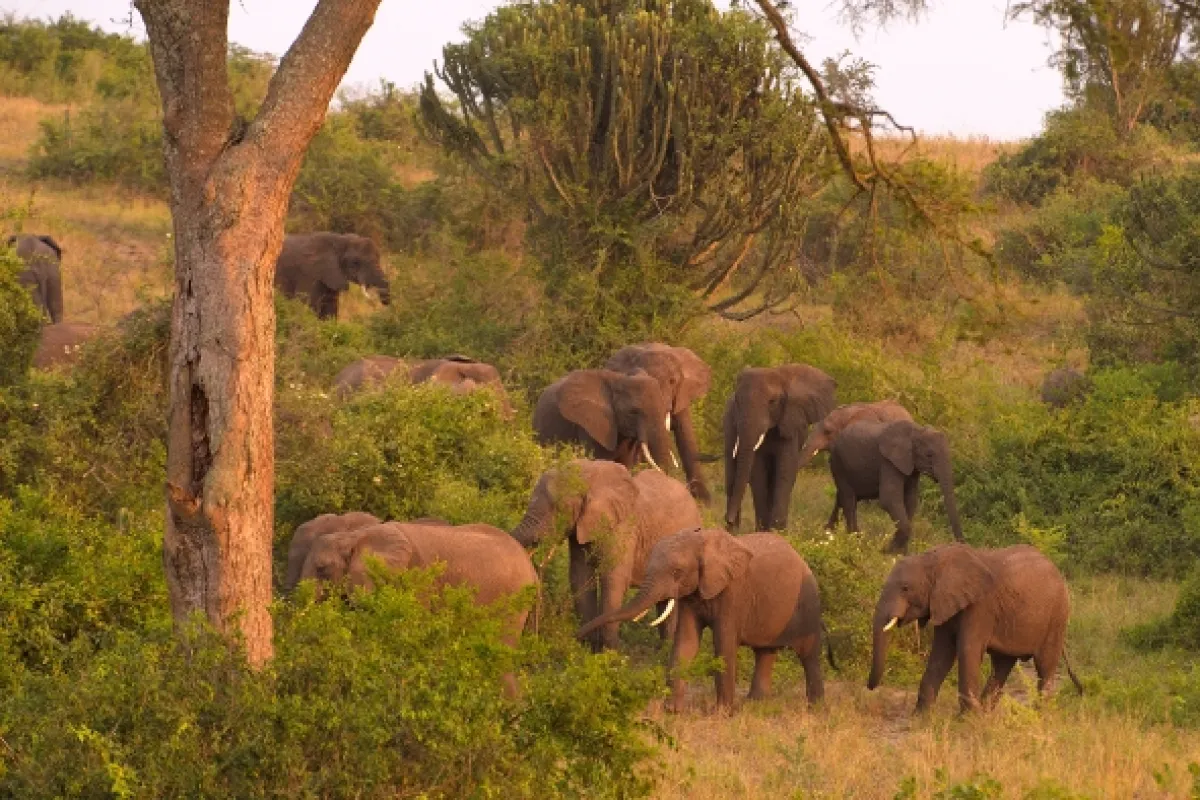 Divoká Uganda - fotogaléria