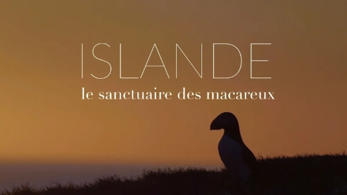 Island, útočiště papuchalků - fotogaléria