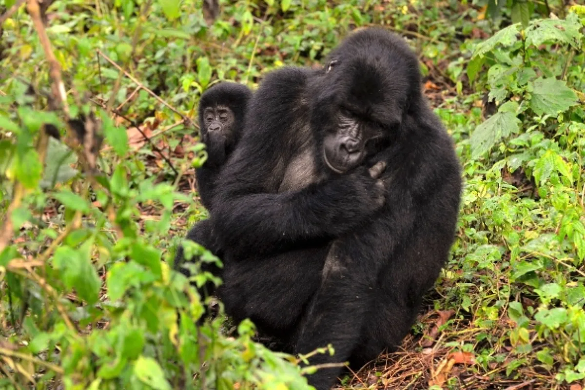 Divoká Uganda - fotogaléria