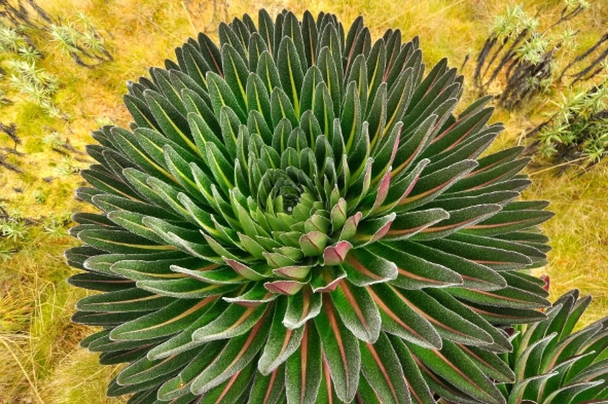 Divoká Uganda - fotogaléria