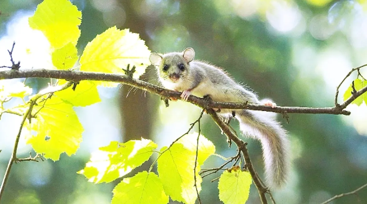 Přírodní divy Bílých Karpat - fotogaléria