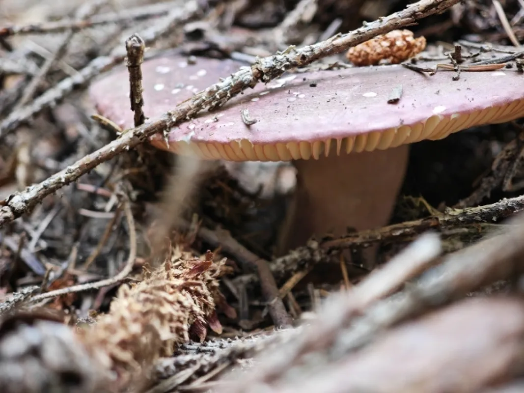 Přírodní divy Bílých Karpat - fotogaléria