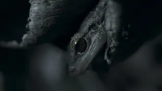 Jak se dorozumívají zvířata (1/5)