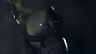 Jak se dorozumívají zvířata (1/5)