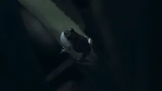 Jak se dorozumívají zvířata (1/5)
