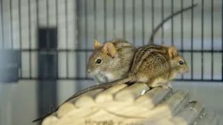 Jak se dorozumívají zvířata (1/5)