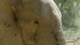 Jak se dorozumívají zvířata (1/5)